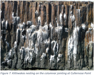 Figure 7: Kittiwakes nesting on the columnar jointing at Cullernose Point