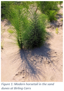 Figure 1: Modern horsetail in the sand dunes at Birling Carrs