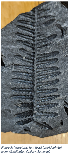 Figure 5: Pecopteris, fern fossil (pteridophyte) from Writhlington Colliery, Somerset