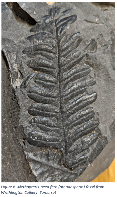 Figure 6: Alethopteris, seed fern (pteridosperm) fossil from Writhlington Colliery, Somerset