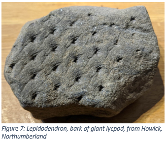 Figure 7: Lepidodendron, bark of giant lycpod, from Howick, Northumberland