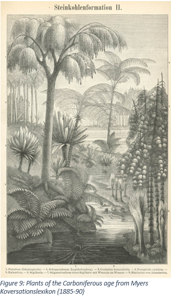 Figure 9: Plants of the Carboniferous age from Myers Koversationslexikon (1885-90)