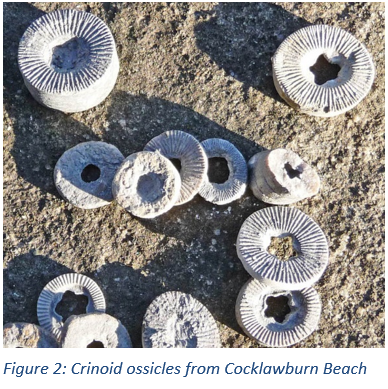 Figure 2: Crinoid ossicles from Cocklawburn Beach