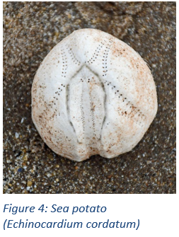 Figure 4: Sea potato (Echinocardium cordatum)