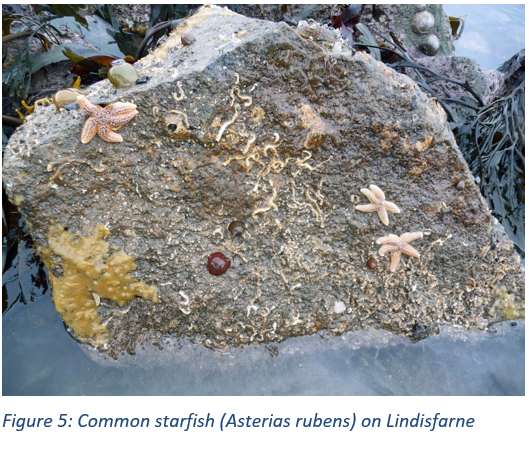 Figure 5: Common starfish (Asterias rubens) on Lindisfarne