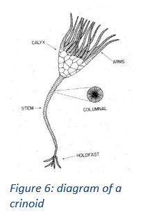 Figure 6: diagram of a crinoid