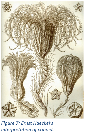 Figure 7: Ernst Haeckel's interpretation of crinoids