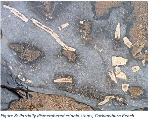 Figure 8: Partially dismembered crinoid stems, Cocklawburn Beach