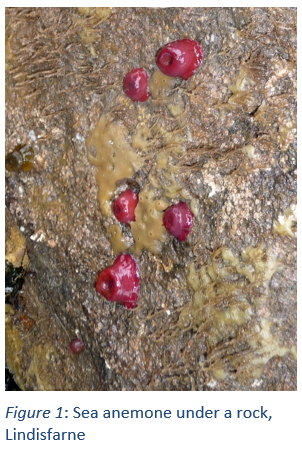 Figure 1: Sea anemone under a rock, Lindisfarne