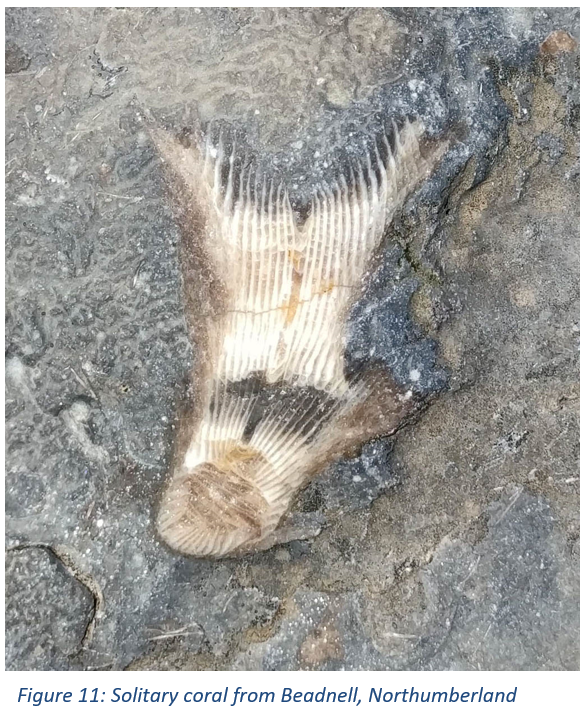 Figure 11: Solitary coral from Beadnell, Northumberland