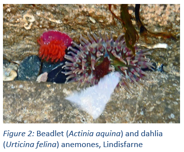 Figure 2: Beadlet (Actinia aquina) and dahlia (Urticina felina) anemones, Lindisfarne