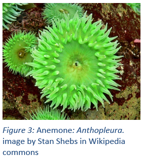 Figure 3: Anemone: Anthopleura. image by Stan Shebs in Wikipedia commons