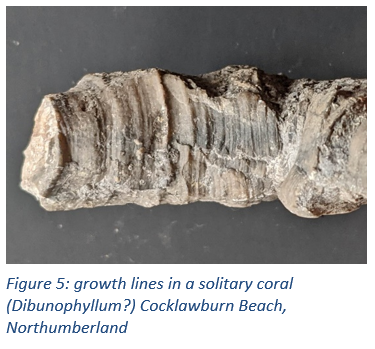 Figure 5: growth lines in a solitary coral (Dibunophyllum?) Cocklawburn Beach, Northumberland