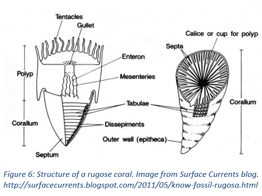 Figure 6: Structure of a rugose coral. Image from Surface Currents blog. http://surfacecurrents.blogspot.com/2011/05/know-fossil-rugosa.html