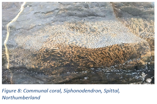 Figure 8: Communal coral, Siphonodendron, Spittal, Northumberland