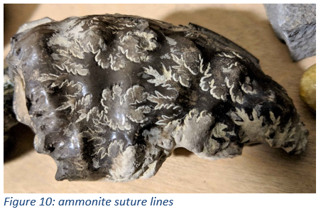 Figure 10: ammonite suture lines