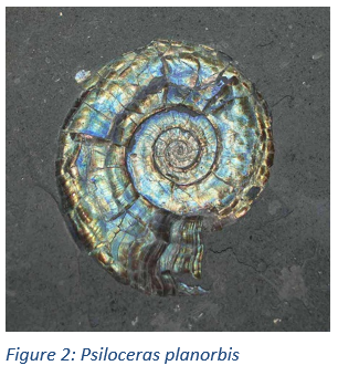 Figure 2: Psiloceras planorbis