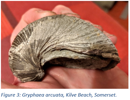 Figure 3: Gryphaea arcuata, Kilve Beach, Somerset.