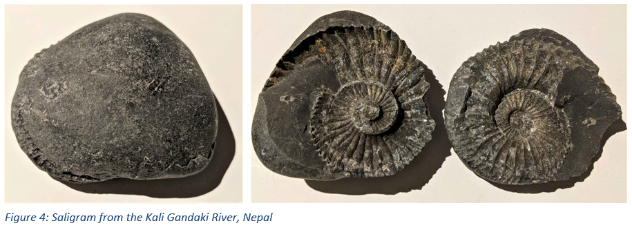 Figure 4: Saligram from the Kali Gandaki River, Nepal