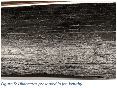 Figure 5: Hildoceras preserved in jet, Whitby