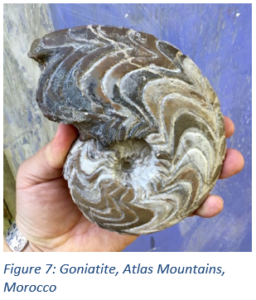 Figure 7: Goniatite, Atlas Mountains, Morocco