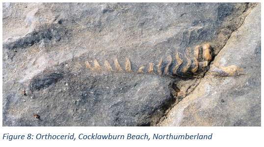 Figure 8: Orthocerid, Cocklawburn Beach, Northumberland