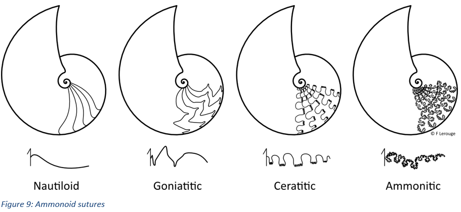 Figure 9: Ammonoid sutures