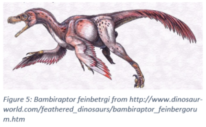 Figure 5: Bambiraptor feinbetrgi from http://www.dinosaur-world.com/feathered_dinosaurs/bambiraptor_feinbergorum.htm