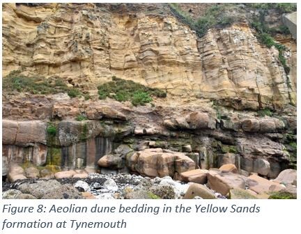 Figure 8: Aeolian dune bedding in the Yellow Sands formation at Tynemouth