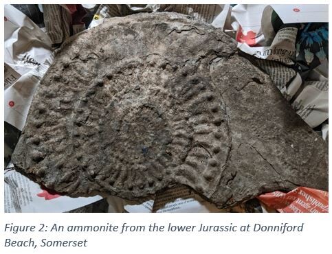 Figure 2: An ammonite from the lower Jurassic at Donniford Beach, Somerset