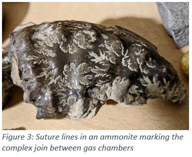 Figure 3: Suture lines in an ammonite marking the complex join between gas chambers