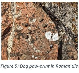 Figure 5: Dog paw-print in Roman tile