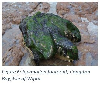 Figure 6: Iguanodon footprint, Compton Bay, Isle of WIght