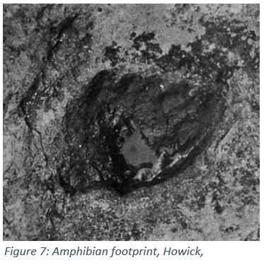 Figure 7: Amphibian footprint, Howick,