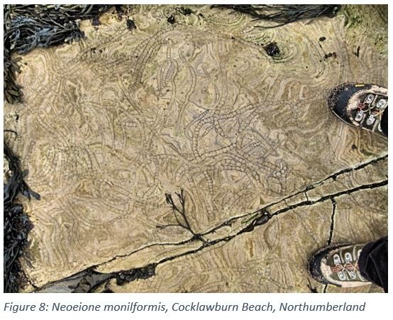 Figure 8: Neoeione monilformis, Cocklawburn Beach, Northumberland