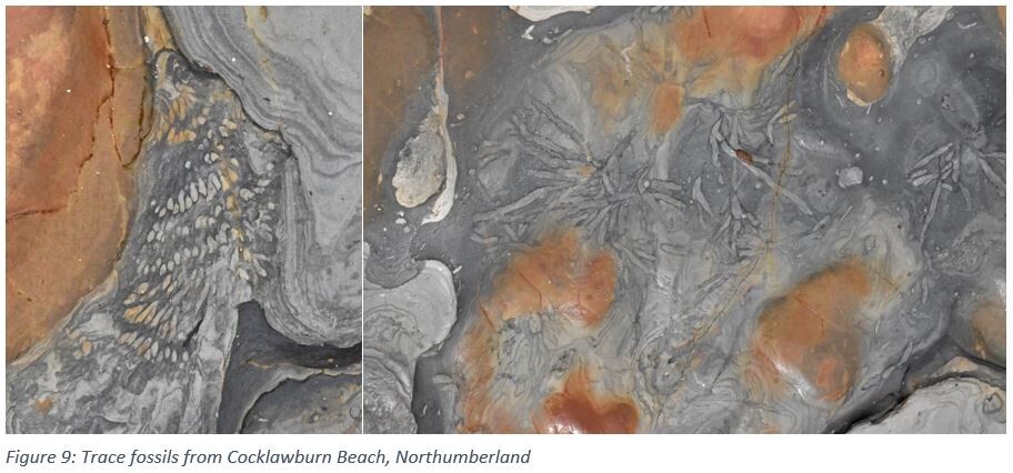 Figure 9: Trace fossils from Cocklawburn Beach, Northumberland