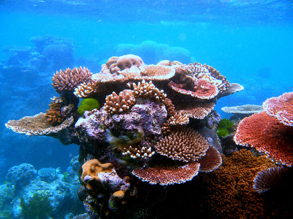 Brightly coloured, spikey colar under the water