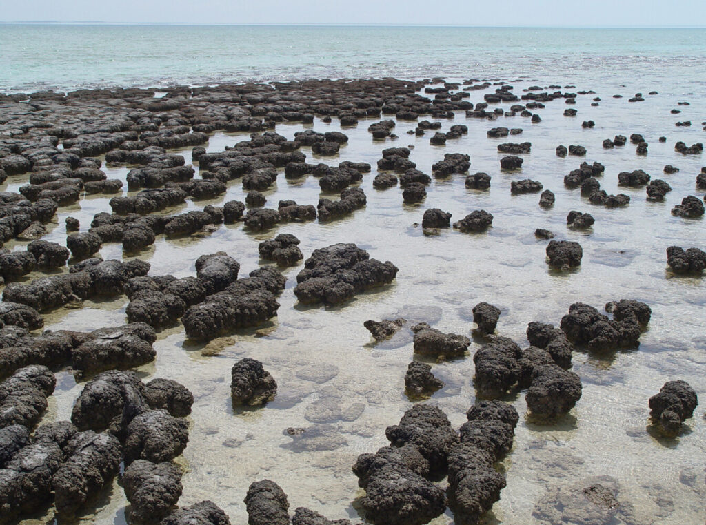 Small, dark rounded mounds of mineral